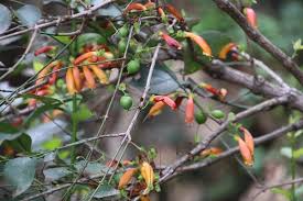 Image result for Halleria lucida