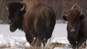 Can a pitbull kill a wolf? Wolf Pack Hunts Buffalo Herd Bbc Earth Youtube