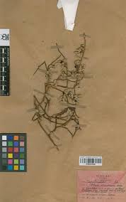 Image result for Abrus canescens