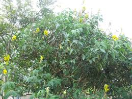 Image result for Crotalaria agatiflora