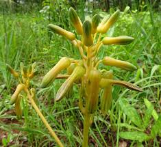 Image result for Aloe cameronii × greatheadii