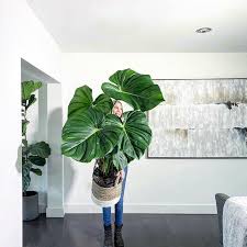 Philodendron Pastazanum In 2020 Inside Plants Plant Goals Plants