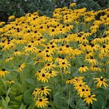 A perennial plant or simply perennial is a plant that lives more than two years. Top 20 Perennials For Every Garden Delhi