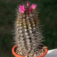 Image result for Eriosema verdickii