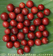 Image result for Flacourtia