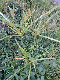 Image result for Cyperus distans