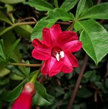 Bagi pria, amarillis berarti kuat, kepercayaan diri, dan kecantikan dari seorang wanita. Ipomoea Horsfalliae Hook Tanaman Hias Merambat Berbunga Terompet Berwarna Ungu Yang Indah Planter And Forester