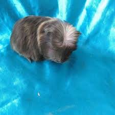 guinea pigler coronet panosundaki pin