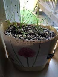 Check spelling or type a new query. Plantation De Graines De Ciboulette Conseils Pour La Culture De La Ciboulette A Partir De Graines Fr Haenselblatt Com
