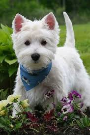 25 Westies ideas