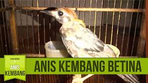 Burung decu adalah jenis burung pengicau mungil yaknii panjangnya hanya sekitar 13 cm dan bersuara kicau sangat nyaring dan lantang. Suara Anis Kembang Betina Untuk Melatih Anis Kembang Jantan Bakalan Video Dailymotion
