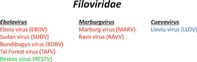 Image result for Filoviridae