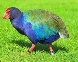 They stand up to 2 meters in height and weigh between 100 and 160 kg. Takahe Sewing With Passion