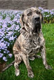 Veja a tabela de classificação e lista de jogos do campeonato brasileiro série a no terra. Fila Brasileiro Fatal Dog Attack In Canada Dog Expert