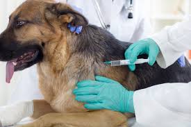 Cats must have received a fvrcp vaccination. Pet Vaccinations Dog Cat Shots In Lexington Ky