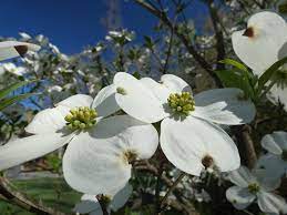 Descriptions of 2400 species and varieties of flowering plants. Native Spring Blooming Trees West Virginia Botanic Garden