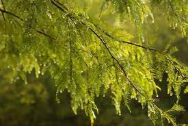 A lemon cypress prefers cool, moist climates. How To Grow Cypress Trees Gardening Channel