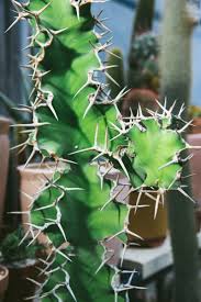 Class a common sto (whd) stock quote, history, news and other vital information to help you with your stock trading and investing. This Excellent New Store In Nyc Sells Cactus Not Clothes Gq