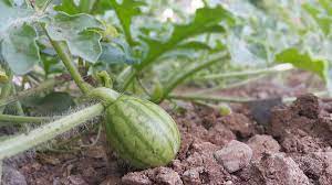 Because watermelon is a vine, however, even if you can start planting it indoors, at one point, you will need to have it transferred outdoors. Watermelon Seed Germination Time Temperature Process Agri Farming