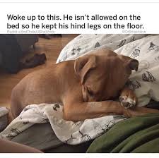 Pin By Larissa Vdm On Matthew Funny Animals Funny Animal Memes Animals