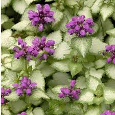 Perfect for plantings under perennials or shrubs and as a groundcover or edging plant. Lamium Purple Dragon Spotted Deadnettle Sugar Creek Gardens