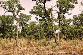 Image result for Floscopa leiothyrsa