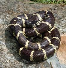 California King Snake California King Snake Snake Ball Python Morphs