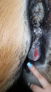 Women lick horse pussy