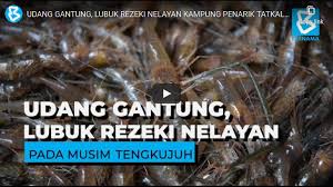 Download lagu tengkujuh mp3 gratis dalam format mp3 dan mp4. Udang Gantung Lubuk Rezeki Nelayan Kampung Penarik Tatkala Musim Tengkujuh My News Online