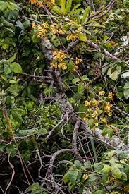 Image result for Nidorella pinnata