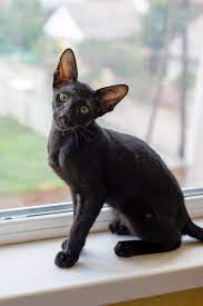 Oriental shorthairs are intelligent, social animals who bond very closely to their people. Oriental Shorthair Cat Breed Information Characteristics Daily Paws