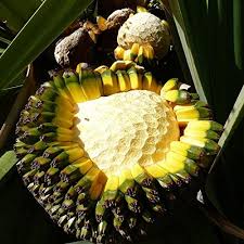Image result for Pandanus utilis