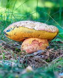 Image result for Bolusiella talbotii