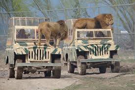 Maybe you would like to learn more about one of these? Ninos De Villa Las Rosas Visitaron El Parque Safari Rancagua