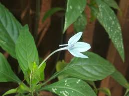 Image result for Ecbolium hastatum