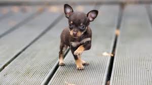 The A Z List Of 400 Cute Sassy And Fun Chihuahua Names All Things Dogs