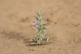 Image result for Blepharis