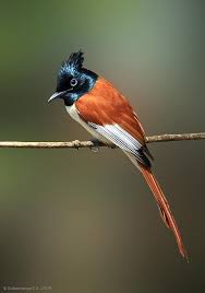 Pin On Birds