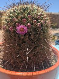 Gymnocalycium are cacti that grow naturally in argentina, part of uruguay, paraguay, southwestern bolivia and part of brazil. The First Of My Cactus Blooms Album On Imgur