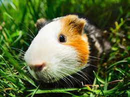 Guinea pigs are cute, gentle creatures who make wonderful pets. How Much Do Guinea Pig Vet Bills Cost Should I Get Guinea Pigs