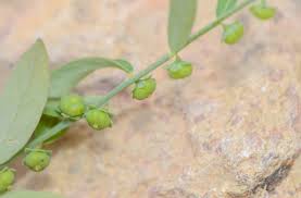 Image result for Phyllanthus maderaspatensis