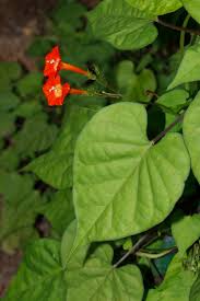 Image result for Ipomoea tenuipes