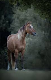 pin von aly auf horse whisperer pferde fotografie pferde bilder pferdefotos