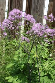Image result for Macrotyloma tenuiflorum