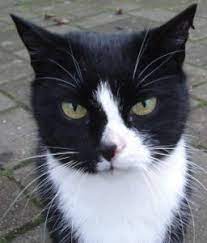 Male and female cat names. Black And White Cat Names