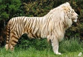 Pin By Renee Orth On Big Cats Animals Beautiful Photoshopped Animals Most Beautiful Animals