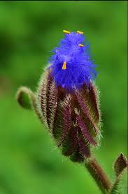 Image result for Cyanotis