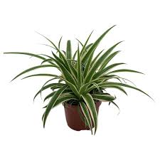 Image result for Chlorophytum affine