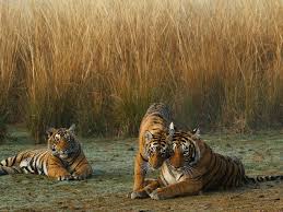 White tigers have no natural predators. Tiger Species Wwf