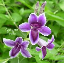 Image result for Asystasia intrusa